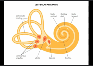 Vestibular system