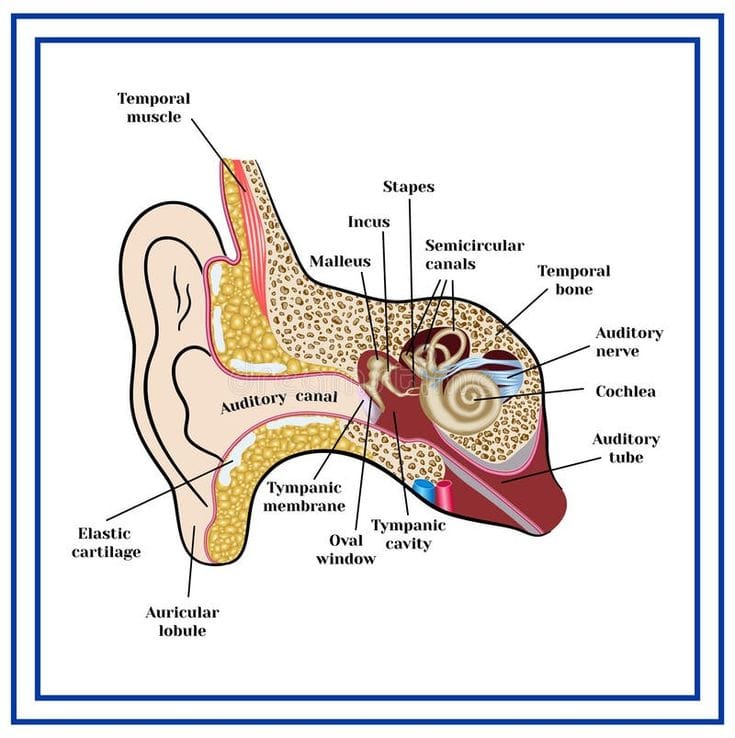 Diagram of inner ear